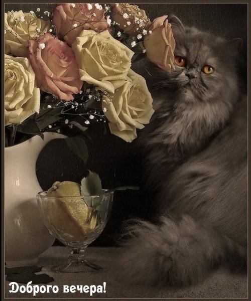 Добрый вечер кот