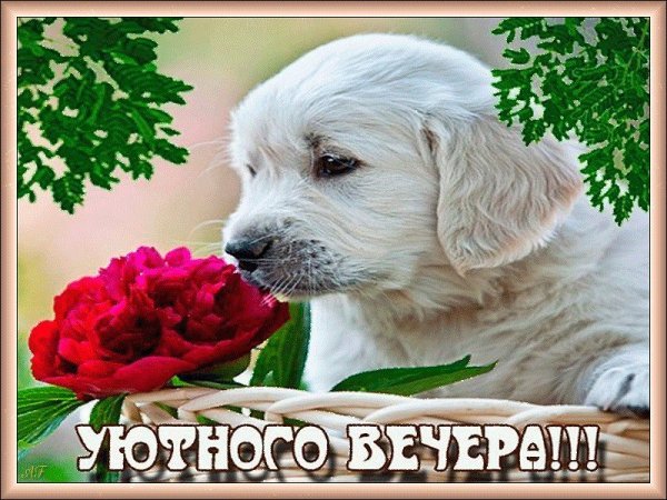 Добрый вечер собачки
