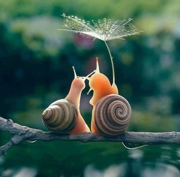 Смешная улитка