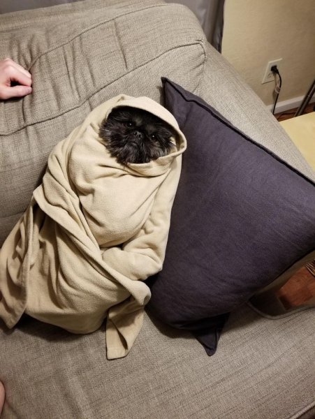 Пьющий кот