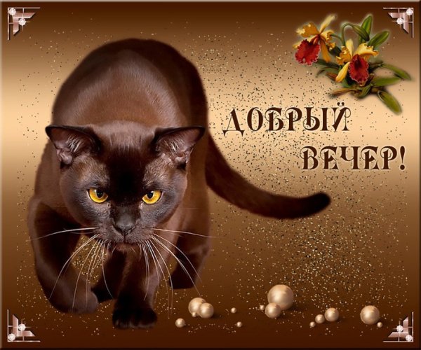 Добрый вечер с котами