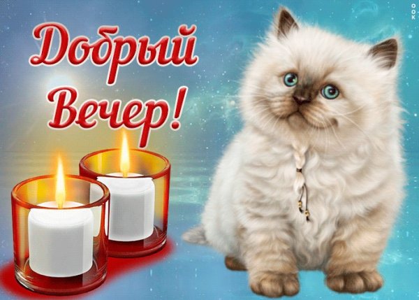 Добрый вечер с котятами