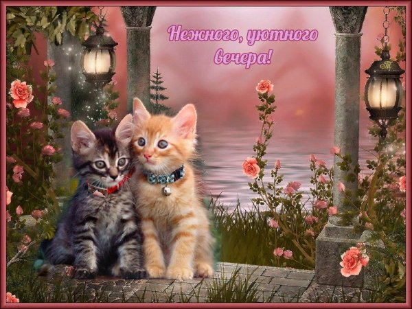 Доброго вечера с Котикамм