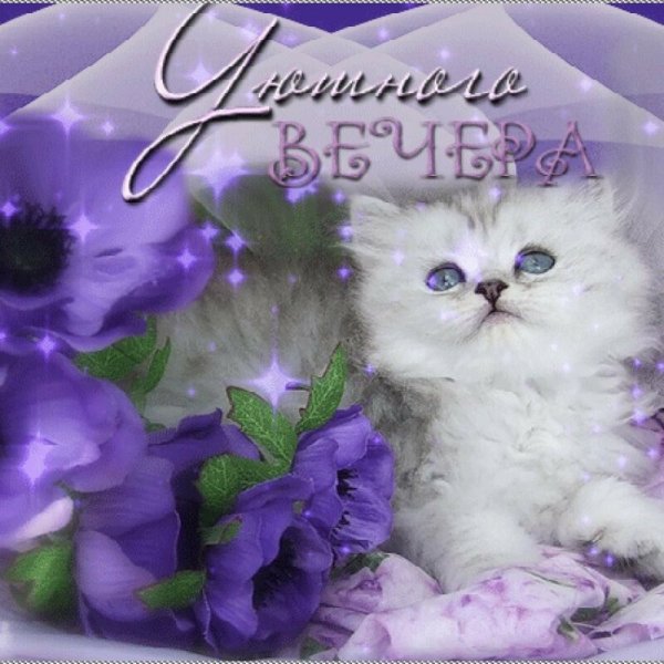 Добрый вечер рыжий кот