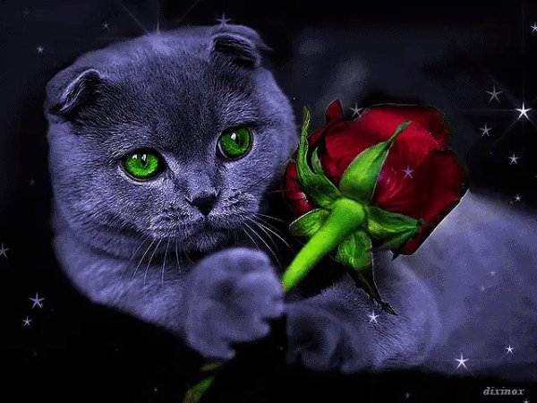 Добрый вечер с котиками