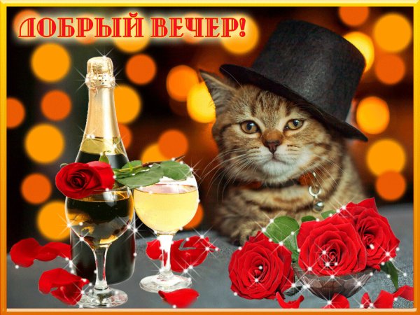 Добрый вечер с кошками
