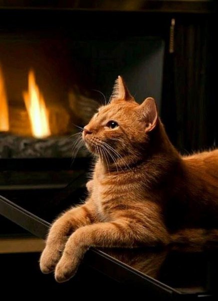 Котенок. Спокойной ночи!
