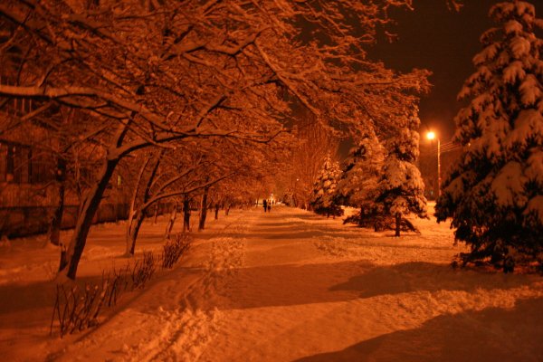 Ночная зимняя аллея