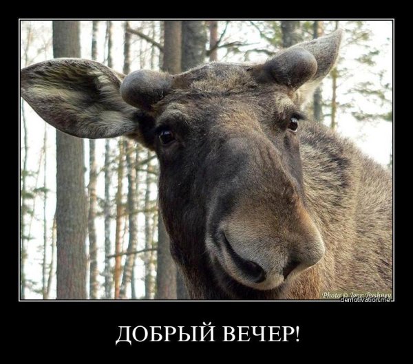 Вежливый Лось добрый вечер