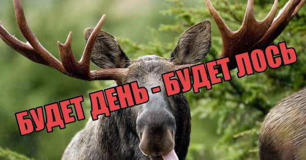 Вежливый Лось добрый вечер