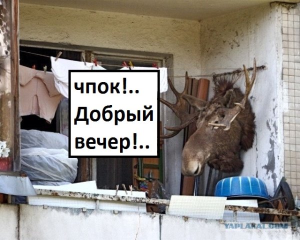 Лось добрый вечер