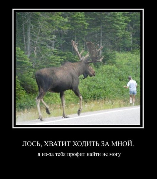 Анекдот про лося