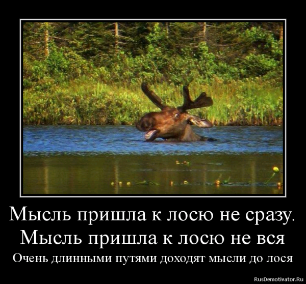 Шутки про лося