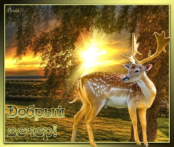 Добрый вечер природа животные