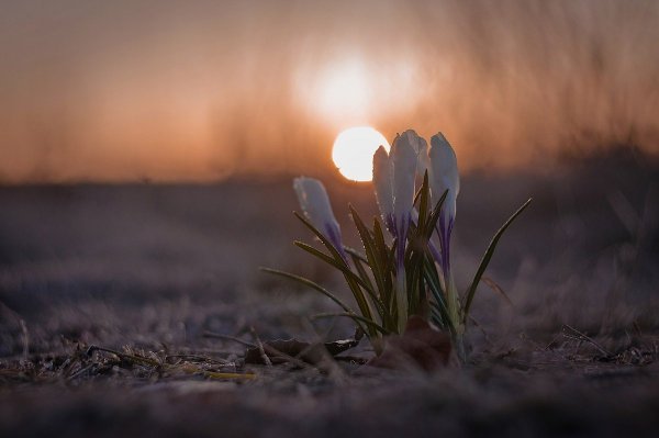 Картинка добрый вечер весна природа март (47 фото)