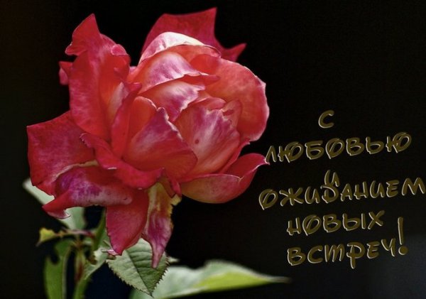 Цветы для единственной