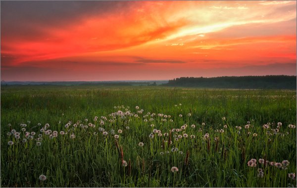 Трава некошеной межи