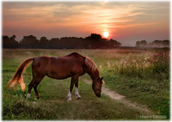 Лошадь красивая вечером в поле