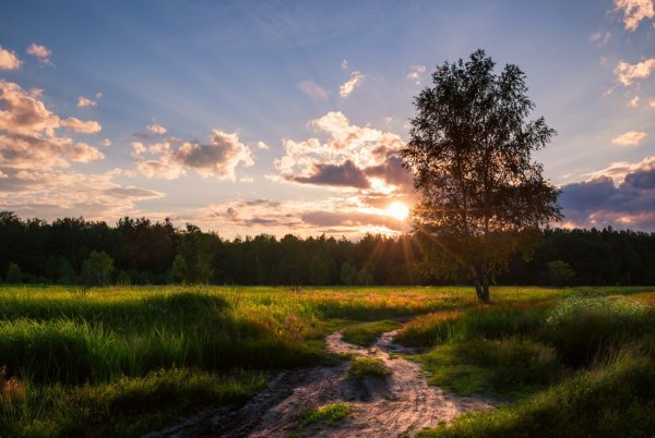 Дремотой розовой объята трава