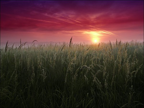 Летний вечер в поле ржи