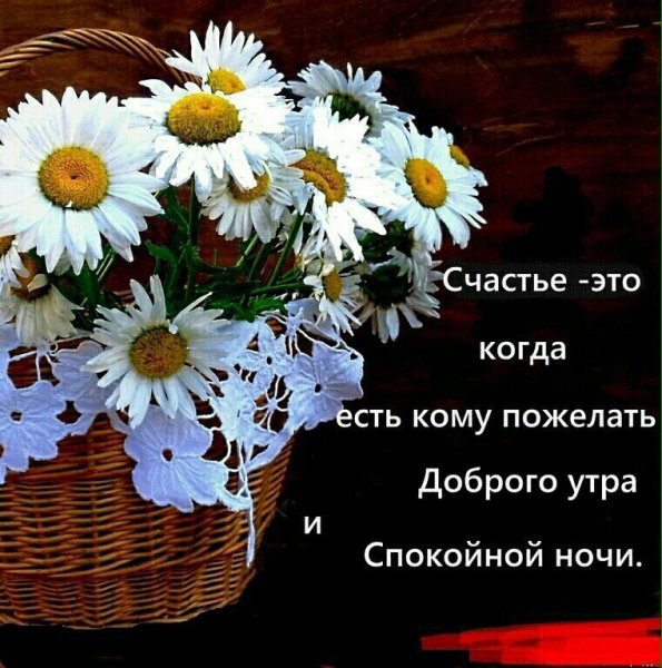 Добрый вечер ромашки