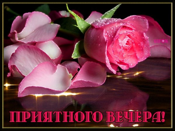 Добрый вечер с розами