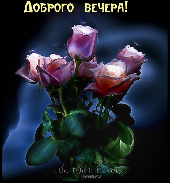 Добрый вечер красивые цветы