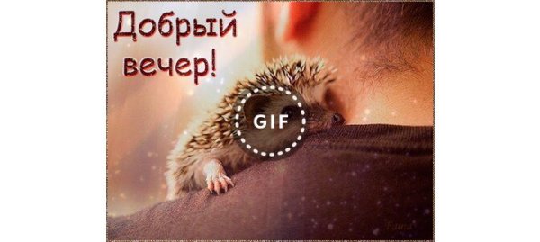 Добрый вечер Ежик