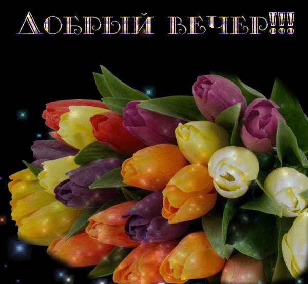 Добрый вечер с тюльпанами