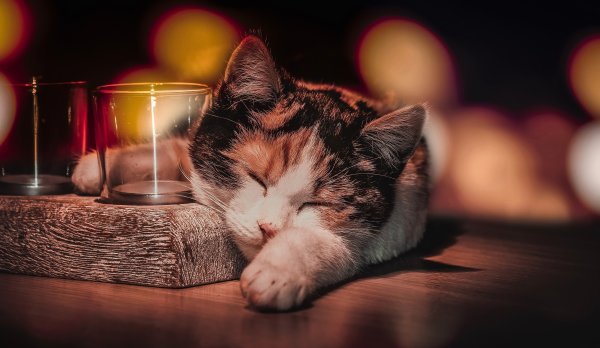 Кот вечером
