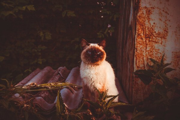 Кот вечером