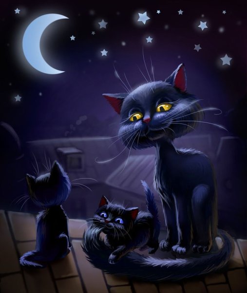 Ночной котик