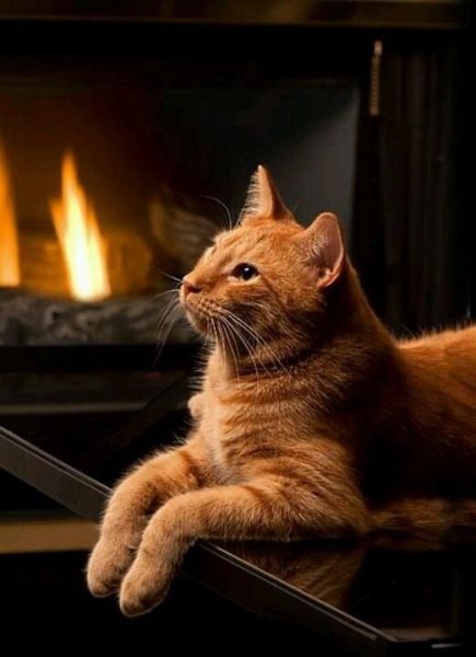 Коты у камина