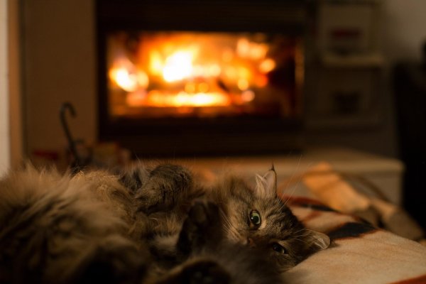 Кот возле камина