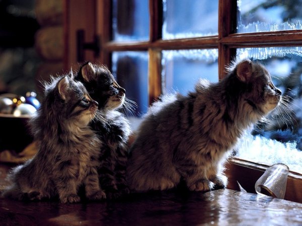 Вечерние коты