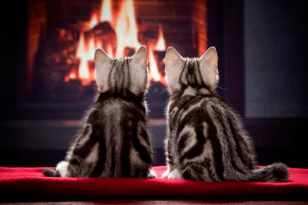 Котики вечерние