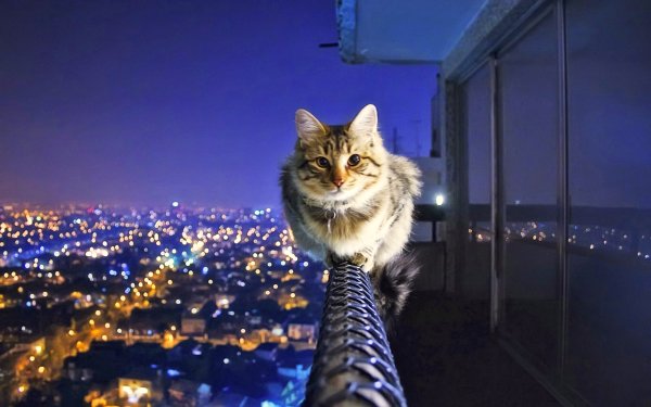 Крутые коты