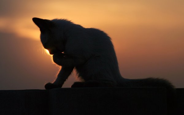 Кот на закате