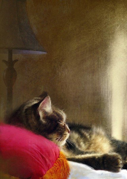 Robert Papp художник кошки