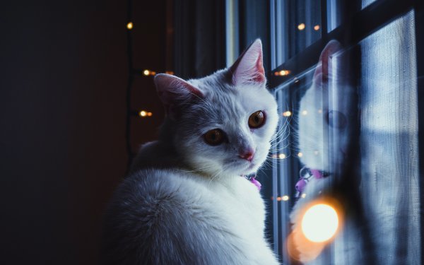 Эстетика кошек