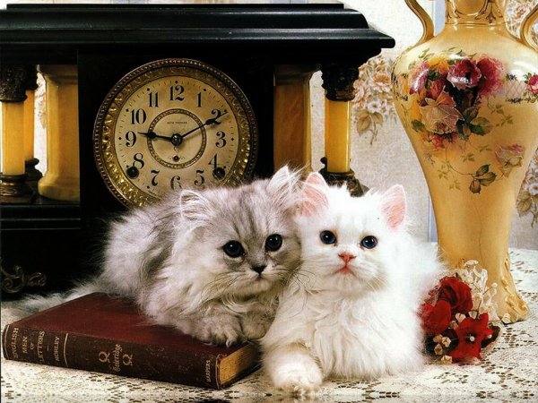 Добрый вечер с кошками