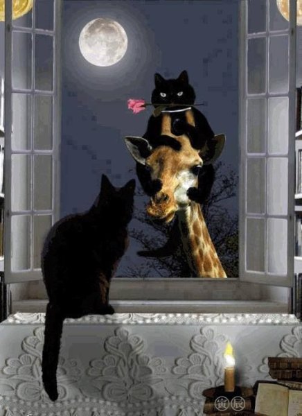 Черная кошка ночью