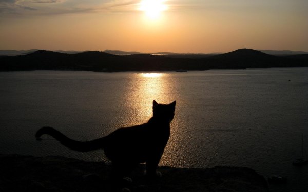 Кот на фоне заката