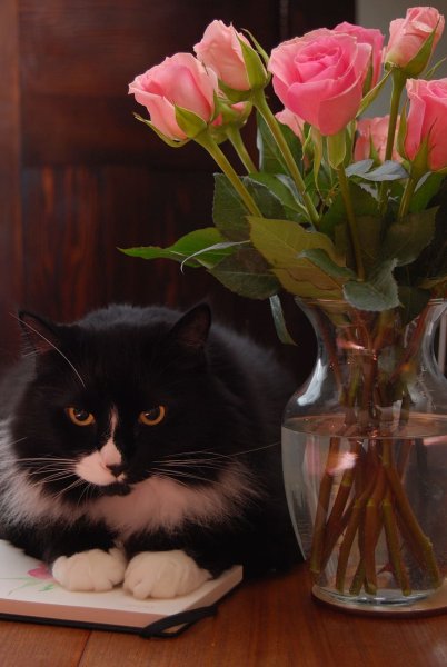 Кошка с цветами