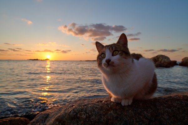 Кошка на море