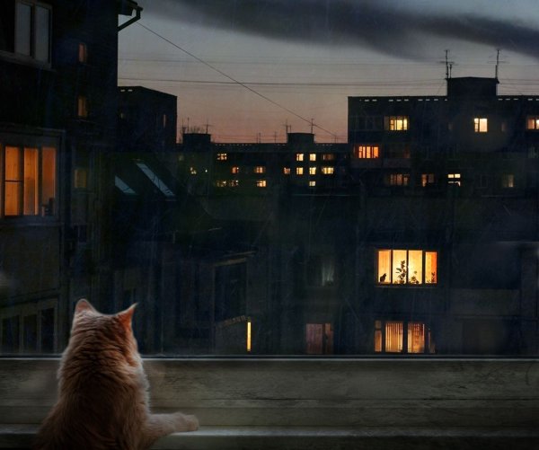 Одинокий кот
