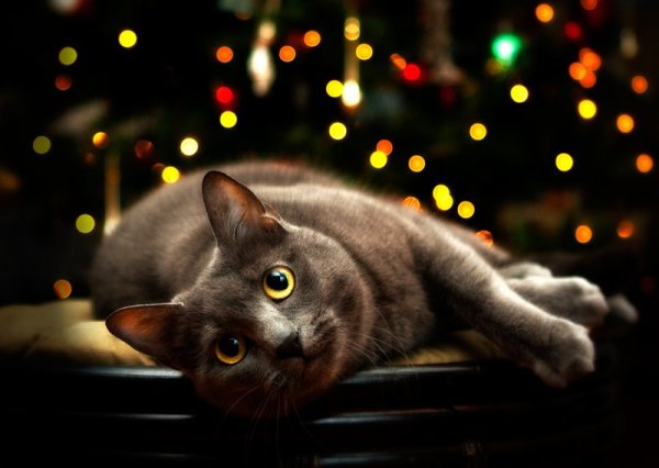 Смешные коты ночью