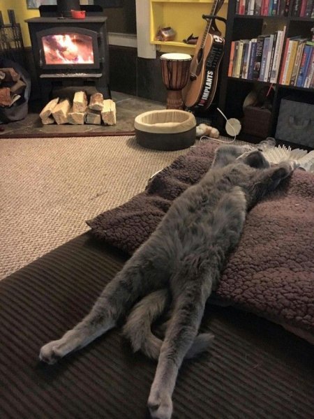 Уютный котик