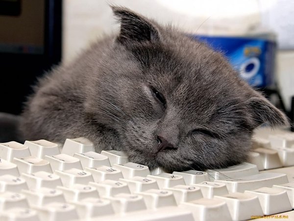 Сонный кот на работе