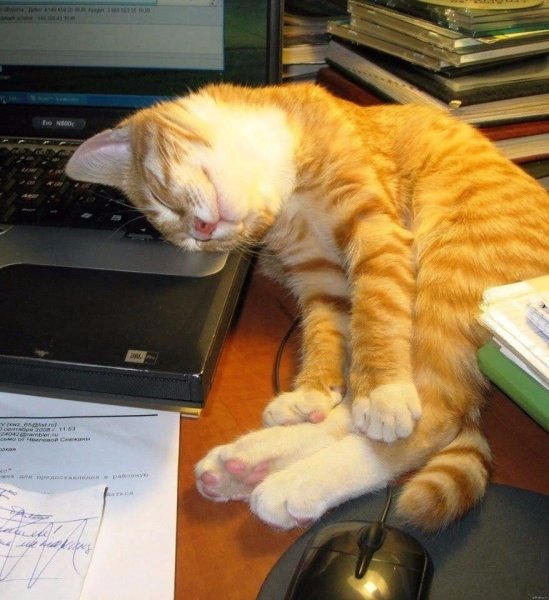 Кот на работе